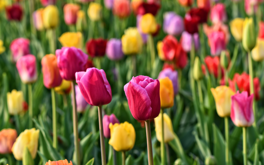 Tulipomania: un’esplosione di colori nel parco asburgico di Levico Terme